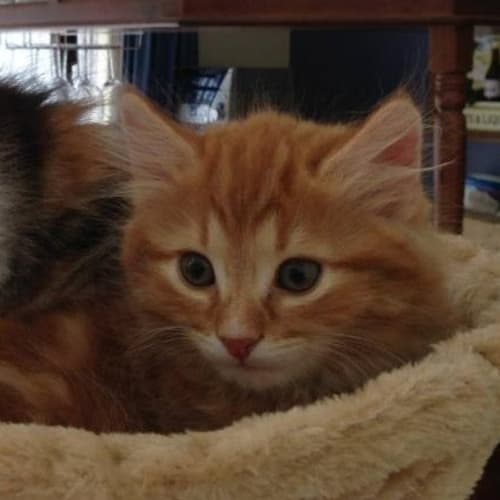 Gin Gin ** Adoption Day**