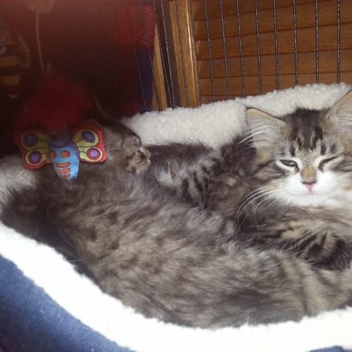 Cheese ** Adoption Day**