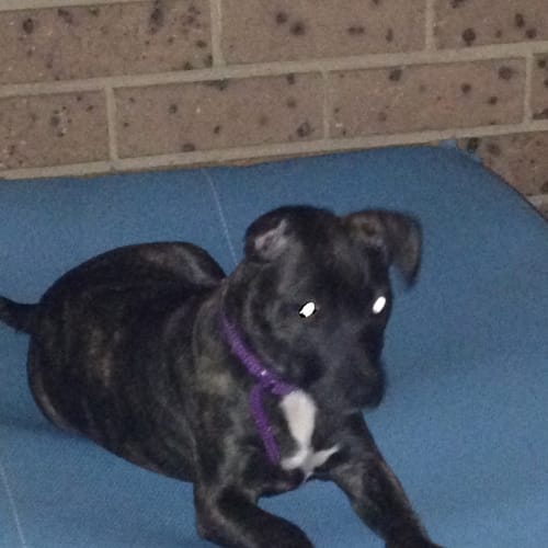 kid & cat friendly Rosie Claws n Paws Rescue