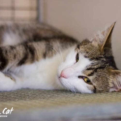 "Oliver" - Purrfect Match