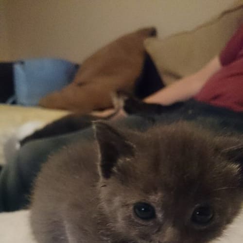 7 Kittens - Expression of interest.