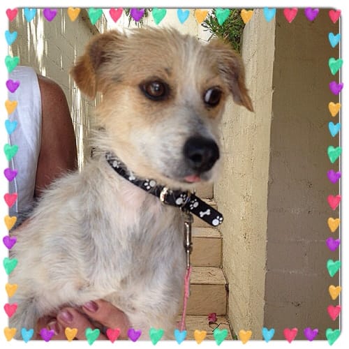 No photo for Patches ** A Total Sweet Heart **