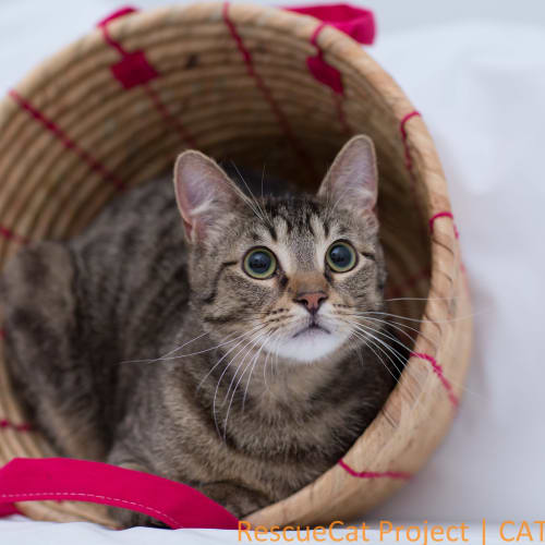 "Cooper" - Purrfect Match
