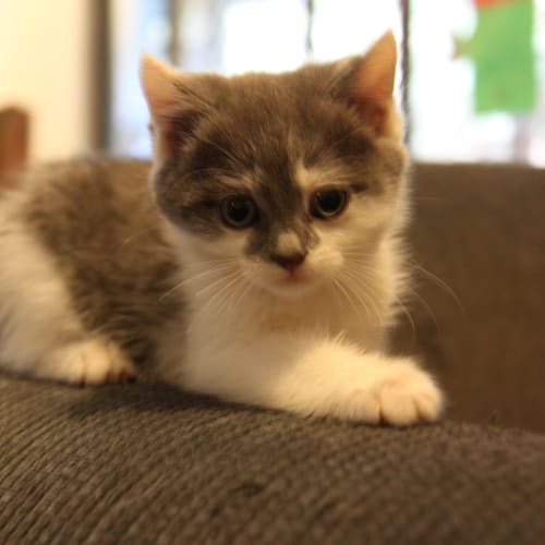 Snowbell