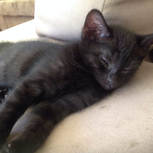Jack (The Pet House, Erina Fair)