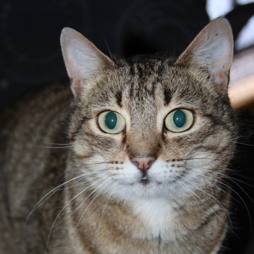 Peggy-Sue (The Pet House (Erina Fair)