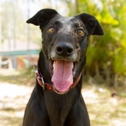 Max(imus) Fantasticus.  Brisbane