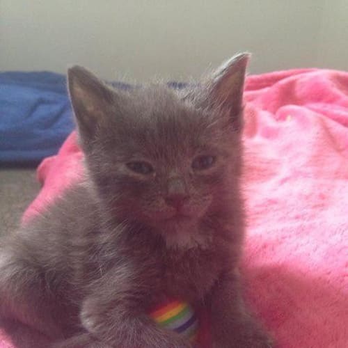 Jingles 