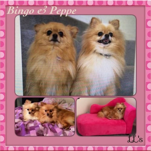 Bingo and Pepe