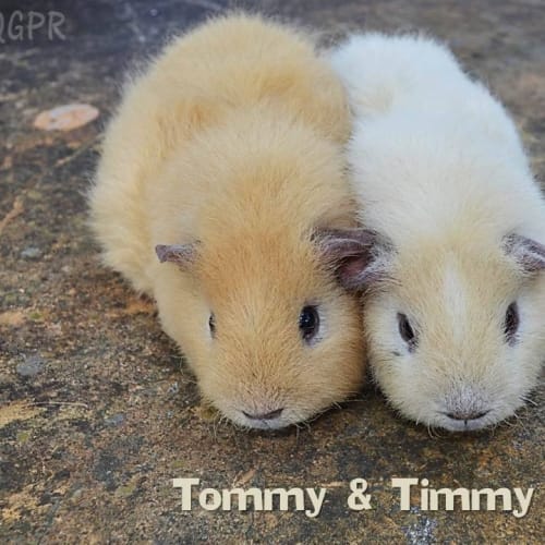Timmy and Tommy