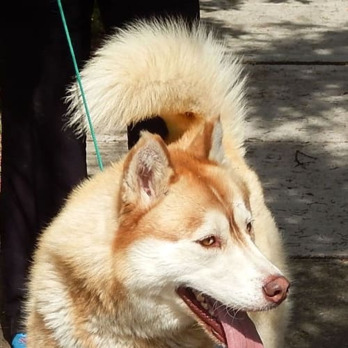 Get Stunning Borris Out of the Pound!