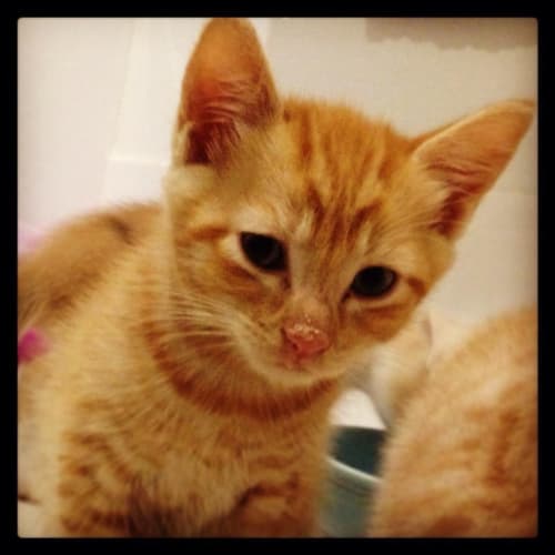 Garfield