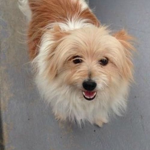 Penny ** A Sweet Heart **