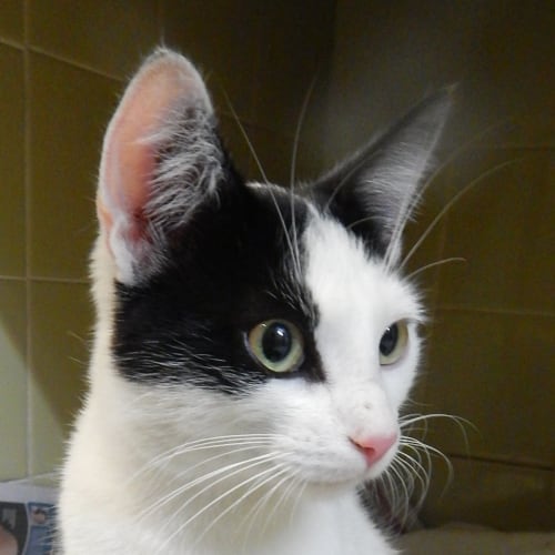 No photo for Gorgeous Leo Needs Out Of The Pound!