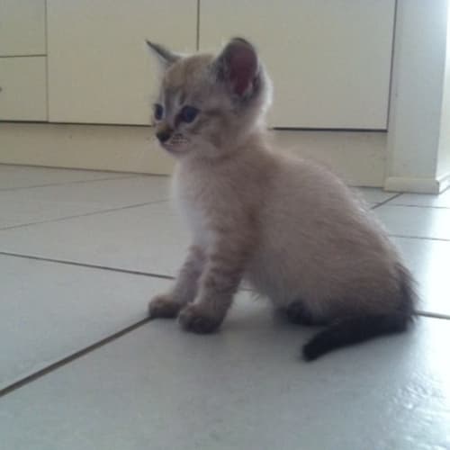 Linus (Pre - Adoption)