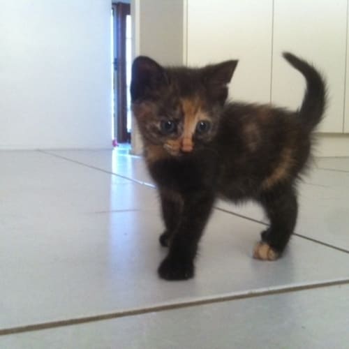 Spider (Pre - Adoption)