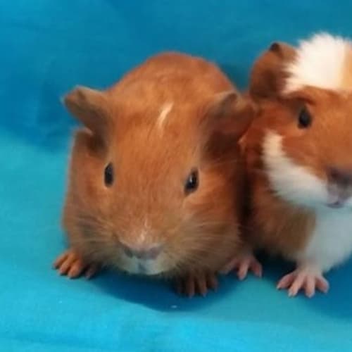 Lenny and Yoshi