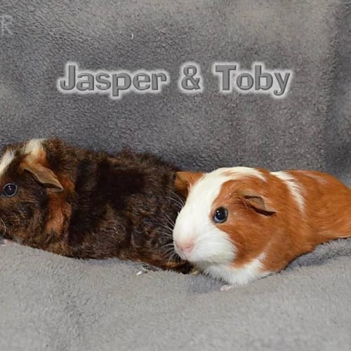 Jasper and Toby
