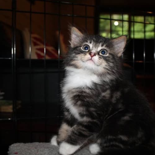 Leo - *No more enquiries*