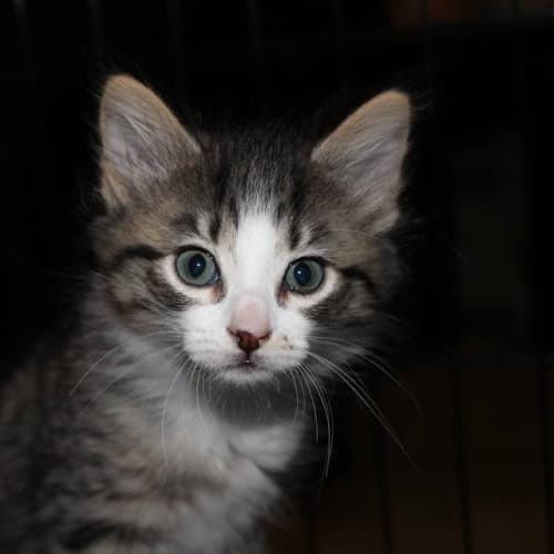 Lwana *No more enquires*