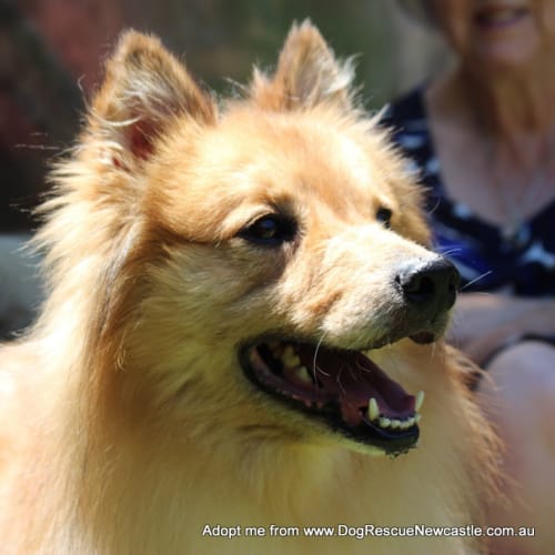River ~ Sheltie (On Trial 15/2/16)