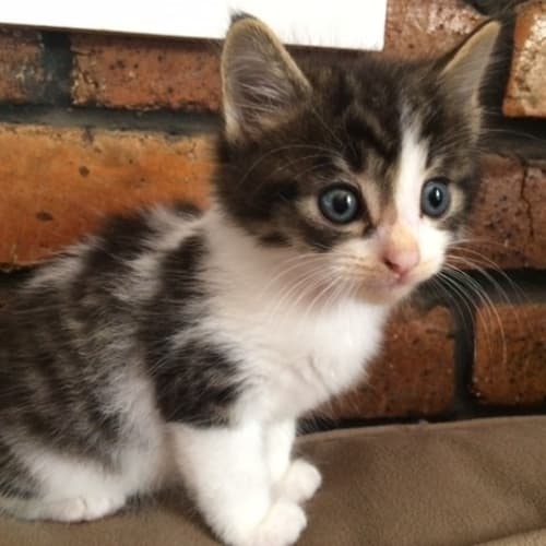 Mork