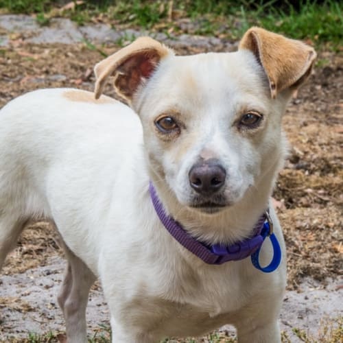 Princess Tuppence ~ On Trial 6/1/15