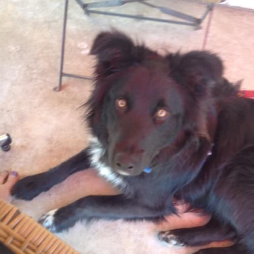 Jasper ... just gorgeous and cat friendly too