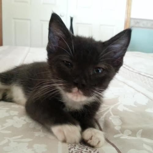 Steven     Kitten Kapers Rescue