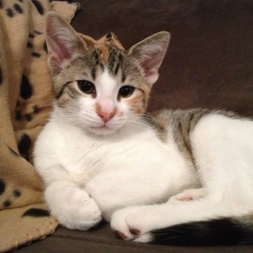 Precious *On Trial in Her New Home*