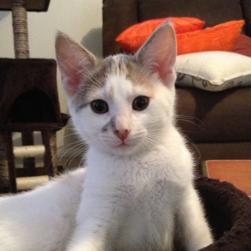 Gremlin *On Trial in Her New Home*