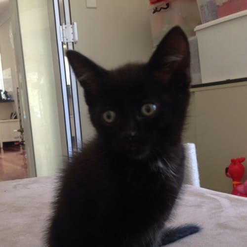 Black kitten