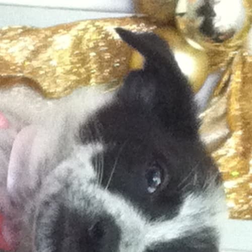 Nilla
