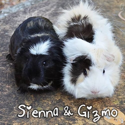 Sienna and Gizmo