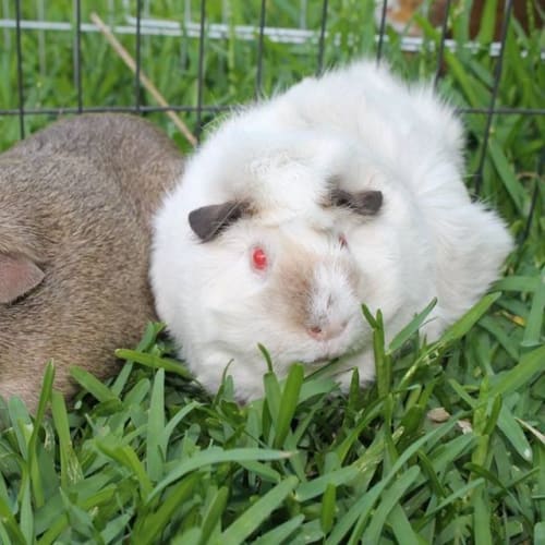 Ashleigh and Caspian