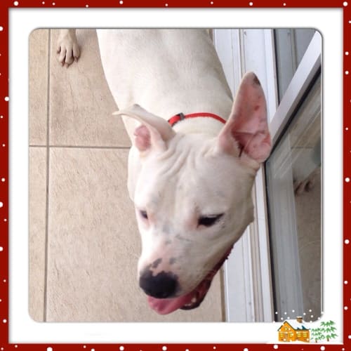 Angel ** Cat Friendly **