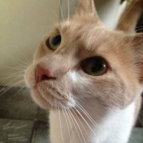 Oscar