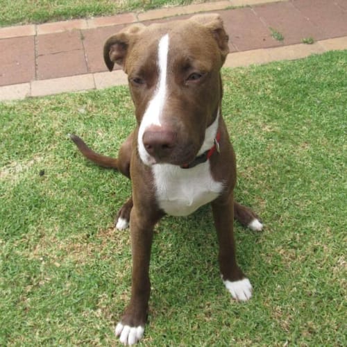 Chocolate Thunder (Choco)