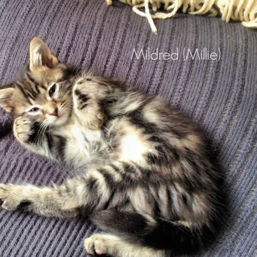 Mildred (aka Millie)