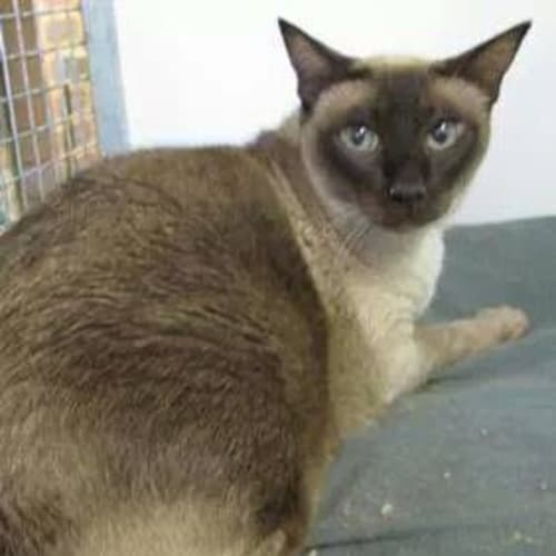 Romeo and Juliet: adoption needed together