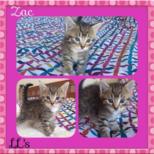 Zac