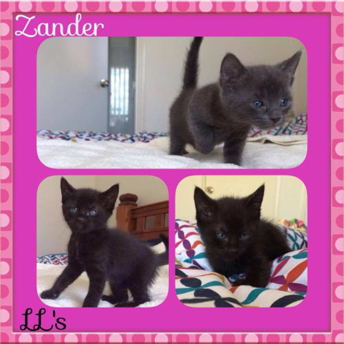 Zander 