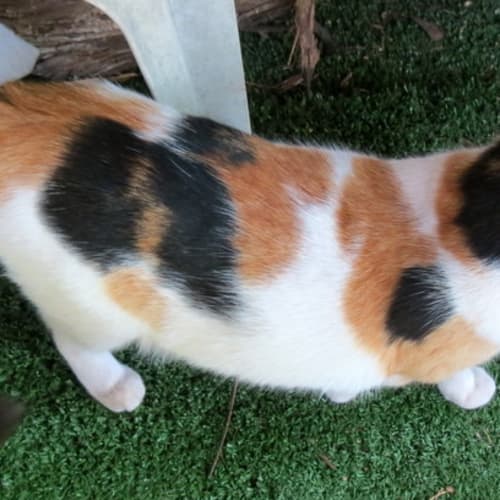 "Checkers" $49 - Purrfect Match