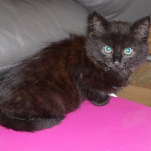 Zirconium ** Adoption Day**