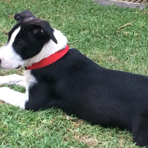 Arya