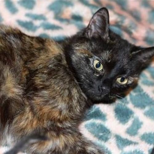Princess (The Pet House, Westfield Tuggerah)