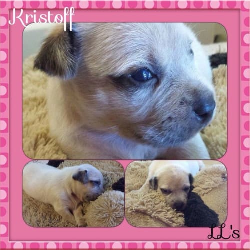 Kristoff