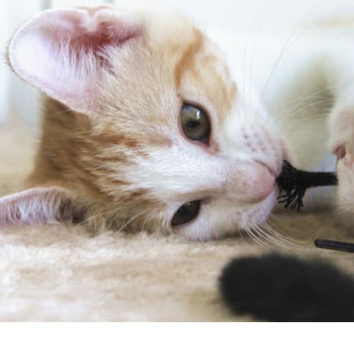 Ginny    Kitten Kapers Rescue