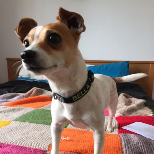 Bella (on trial 18/12/14) ~ beautiful blind girl