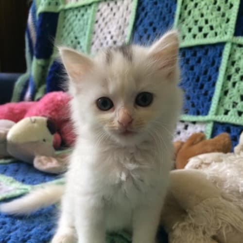 Gizmo
